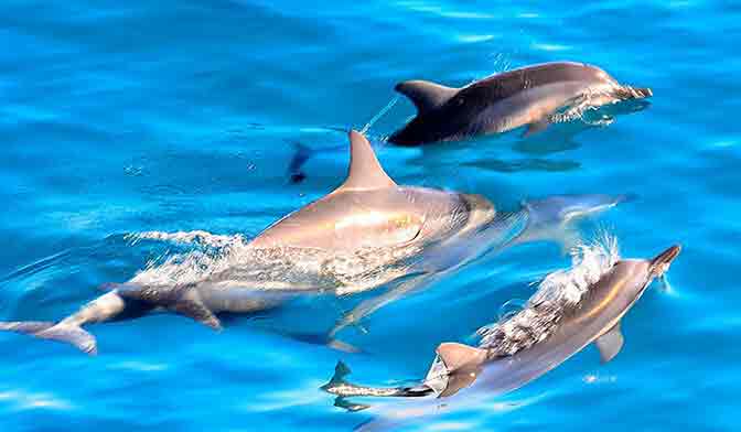 Dolphins along the Na Pali Coast